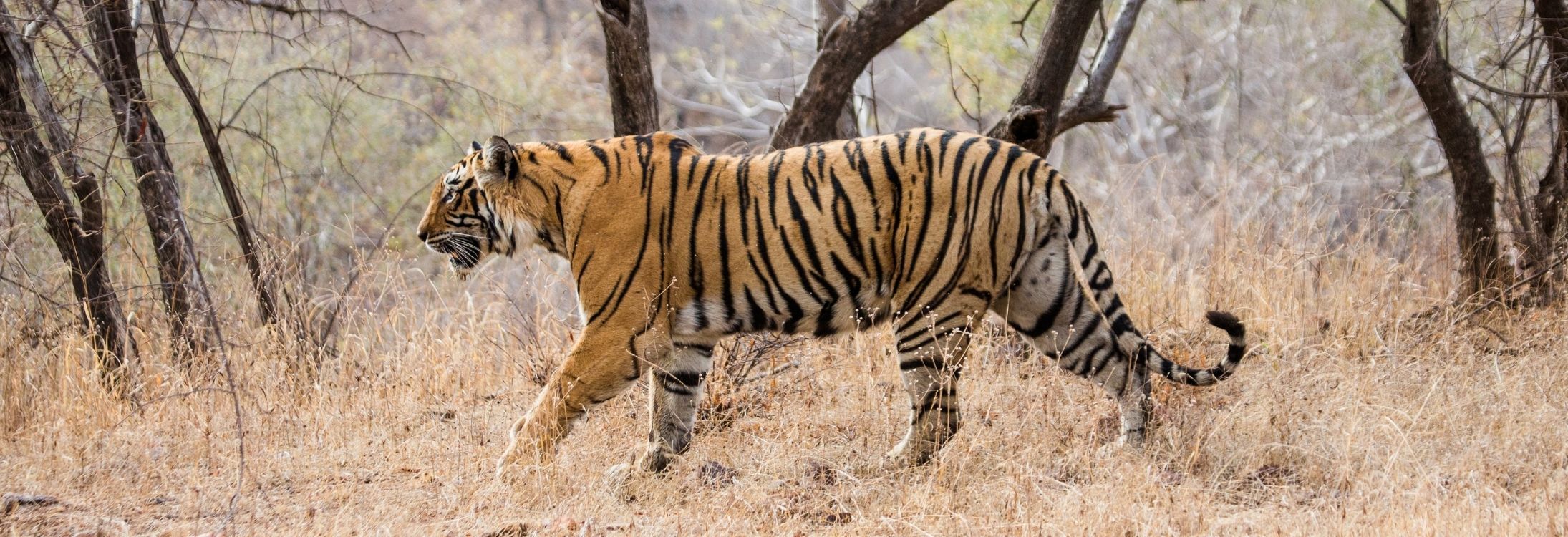 5 Tiger Reserves That You Need to Visit