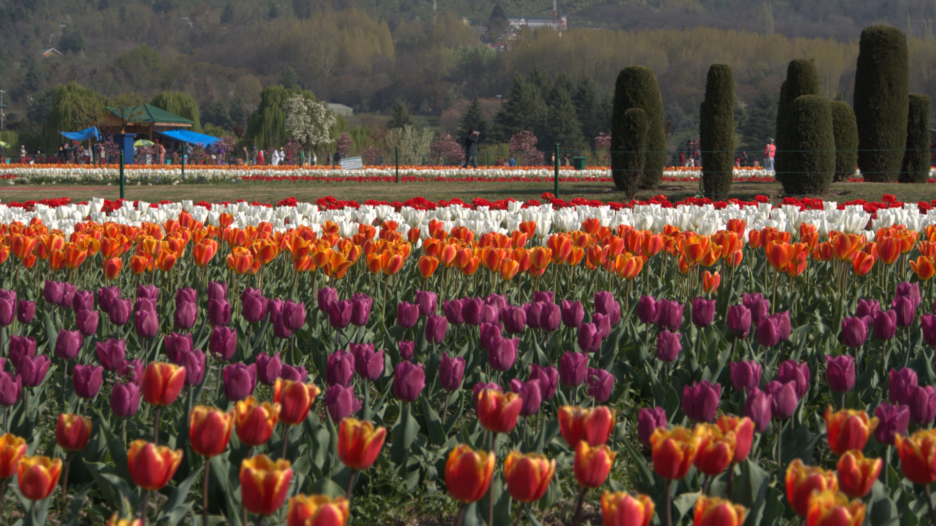 Tulip Garden Tulip Garden