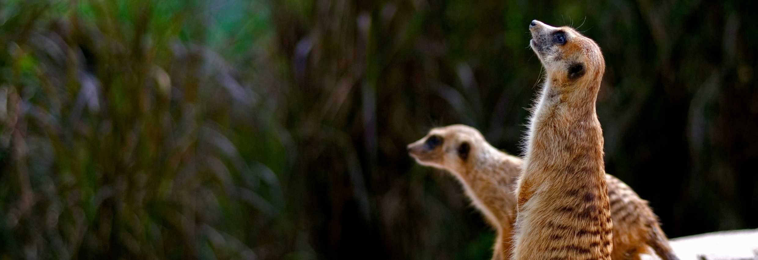 Singapore Zoo