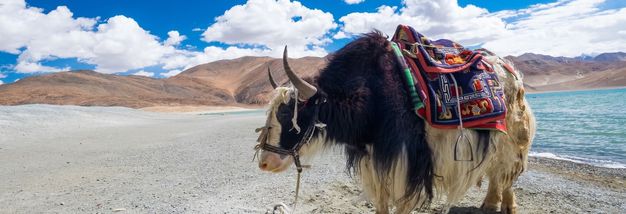 The ultimate Ladakhi experience