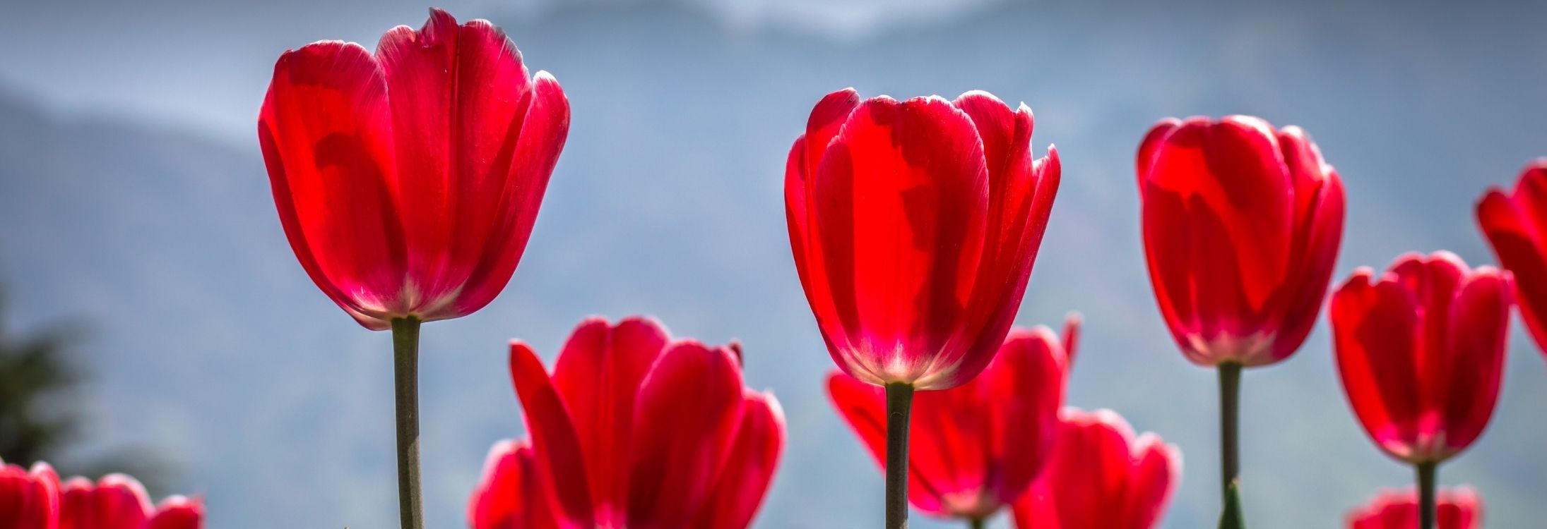 Kashmir has the most beautiful tulip garden in Asia