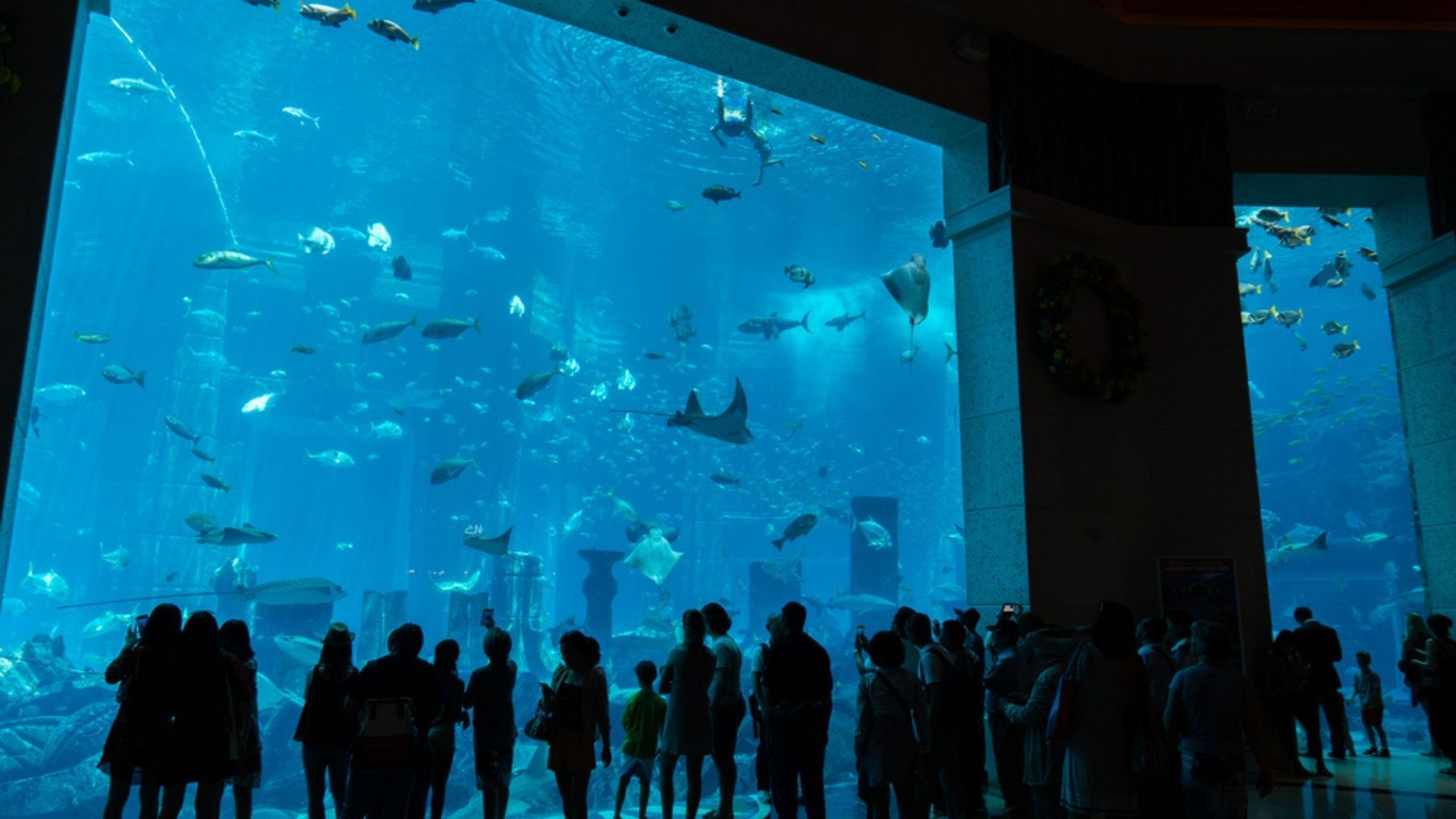 Dubai Atlantis - Lost Chambers Aquarium