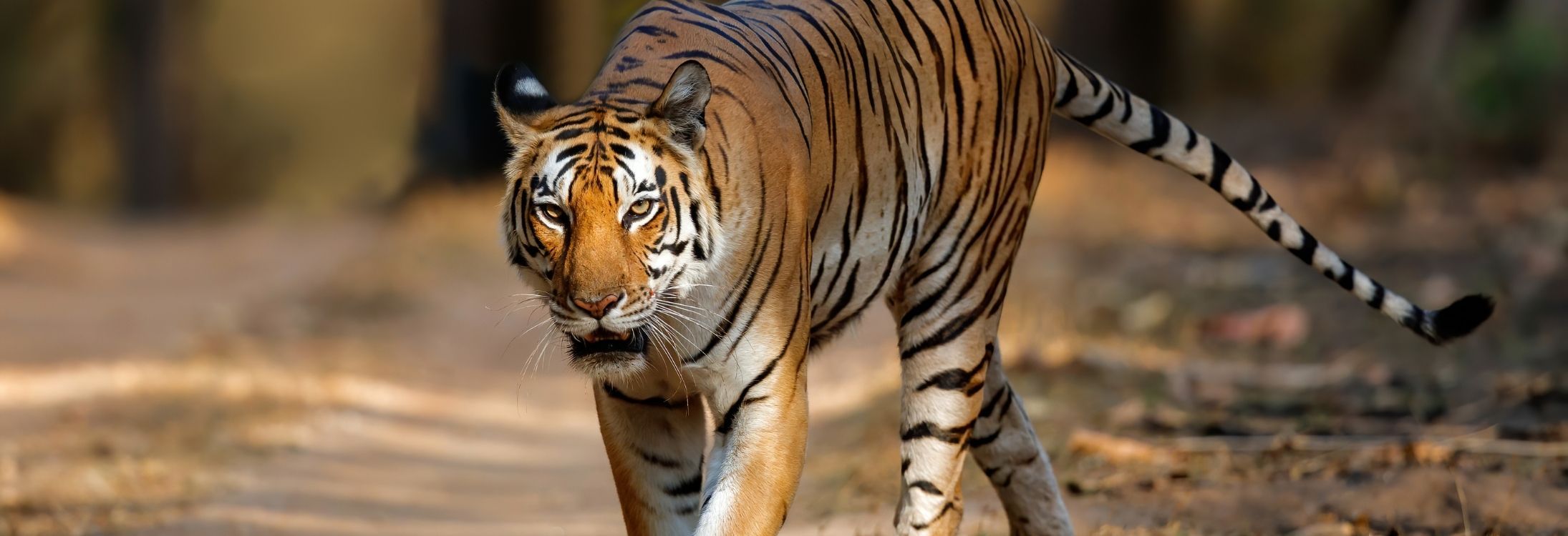 Kanha National Park