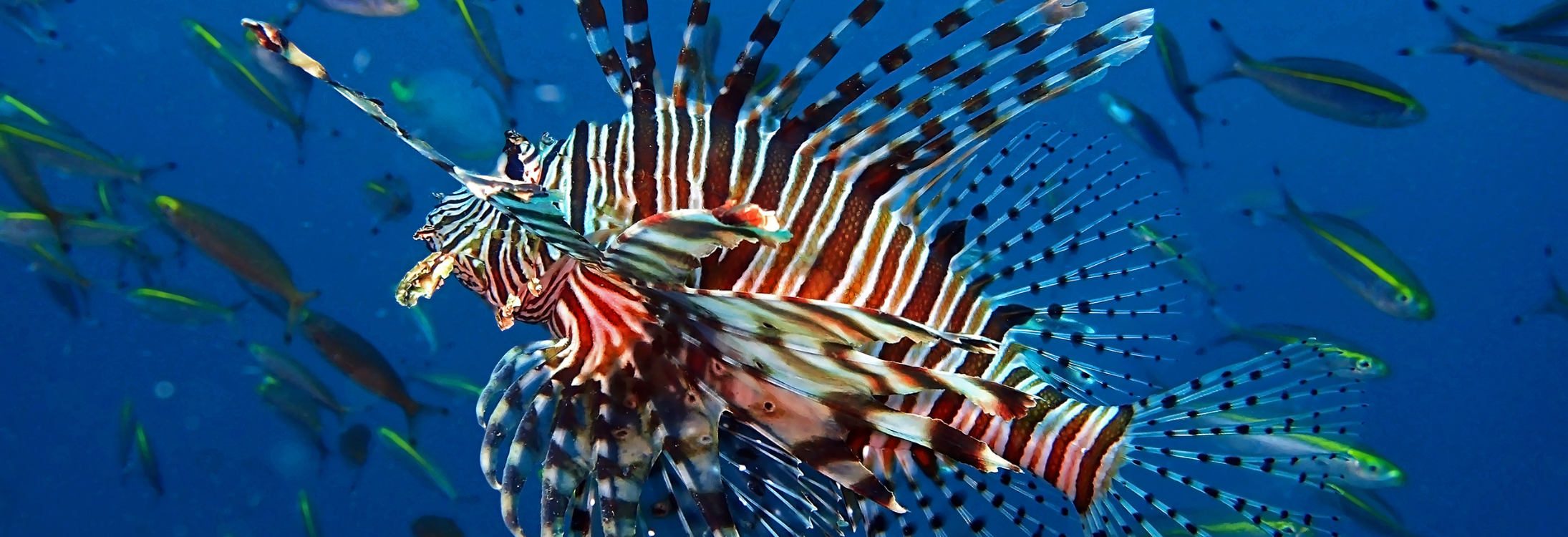 Lionfish herding some Yellowtail Snappers