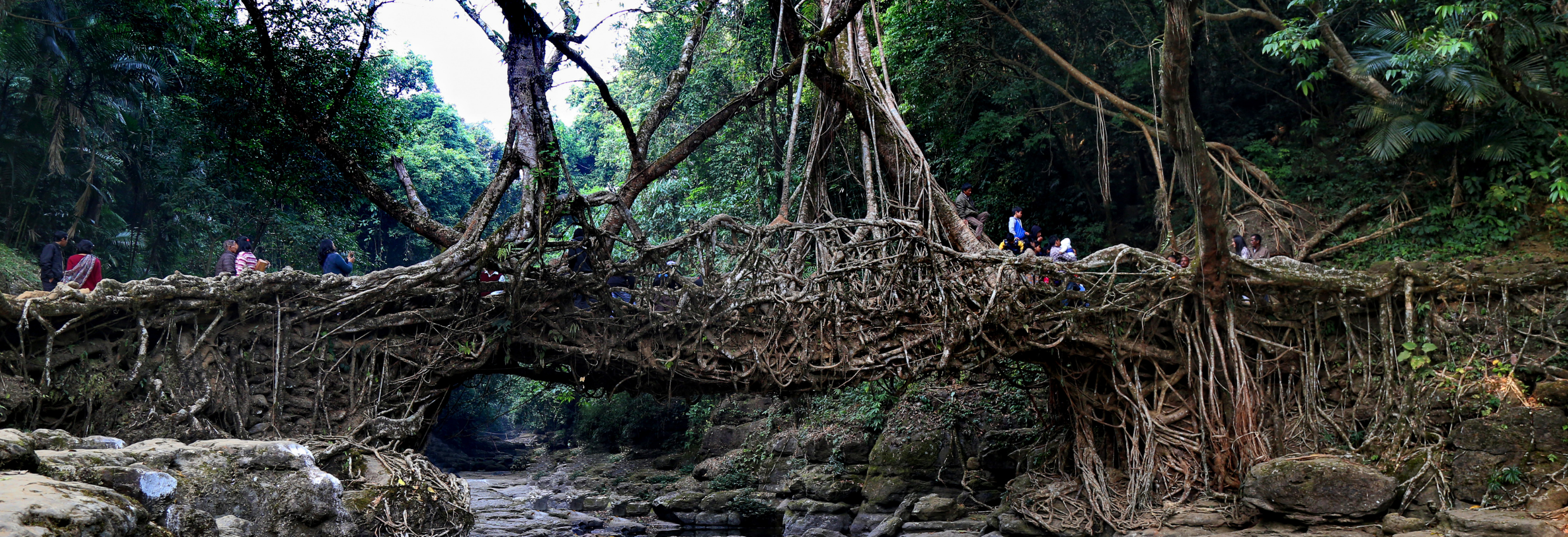 Living Root Bridges