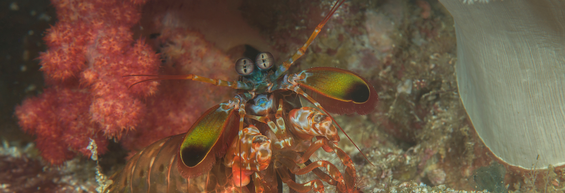 Mantis shrimp in a bubble coral