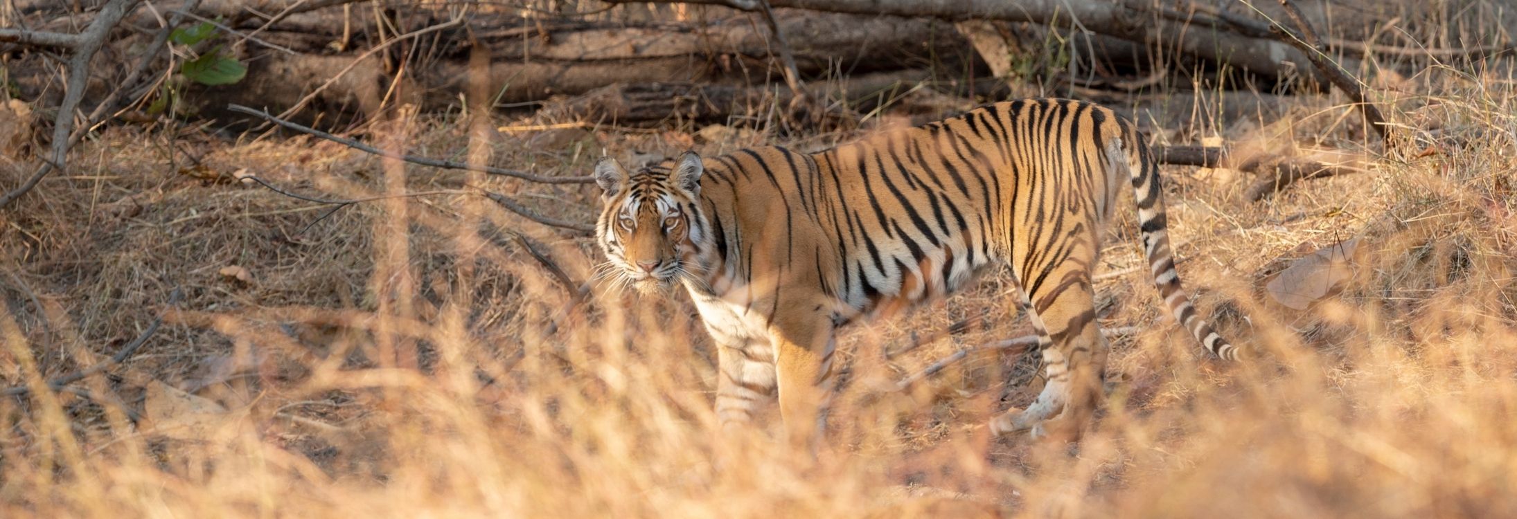 Pench National Park