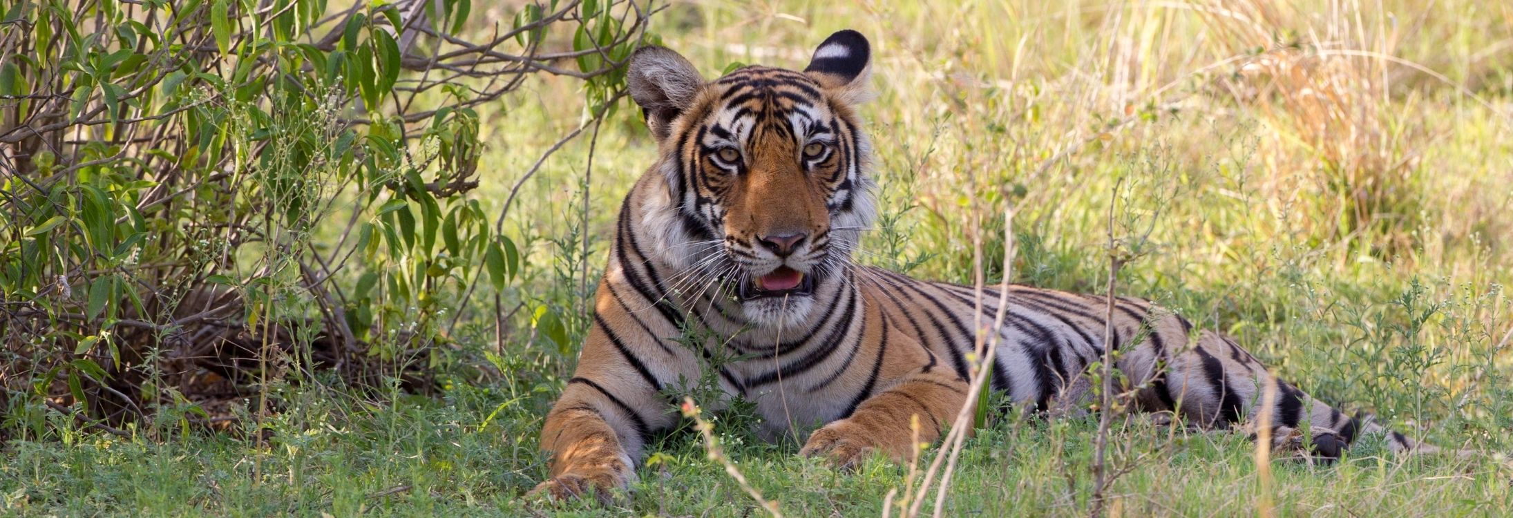 Ranthambore National Park