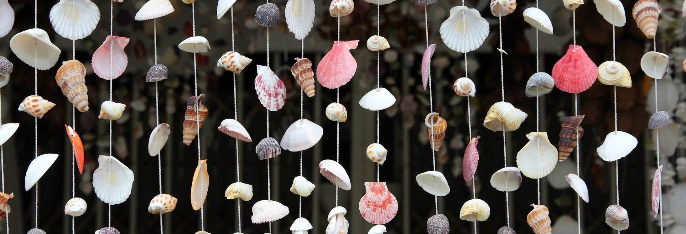 Sea shells from Seychelles
