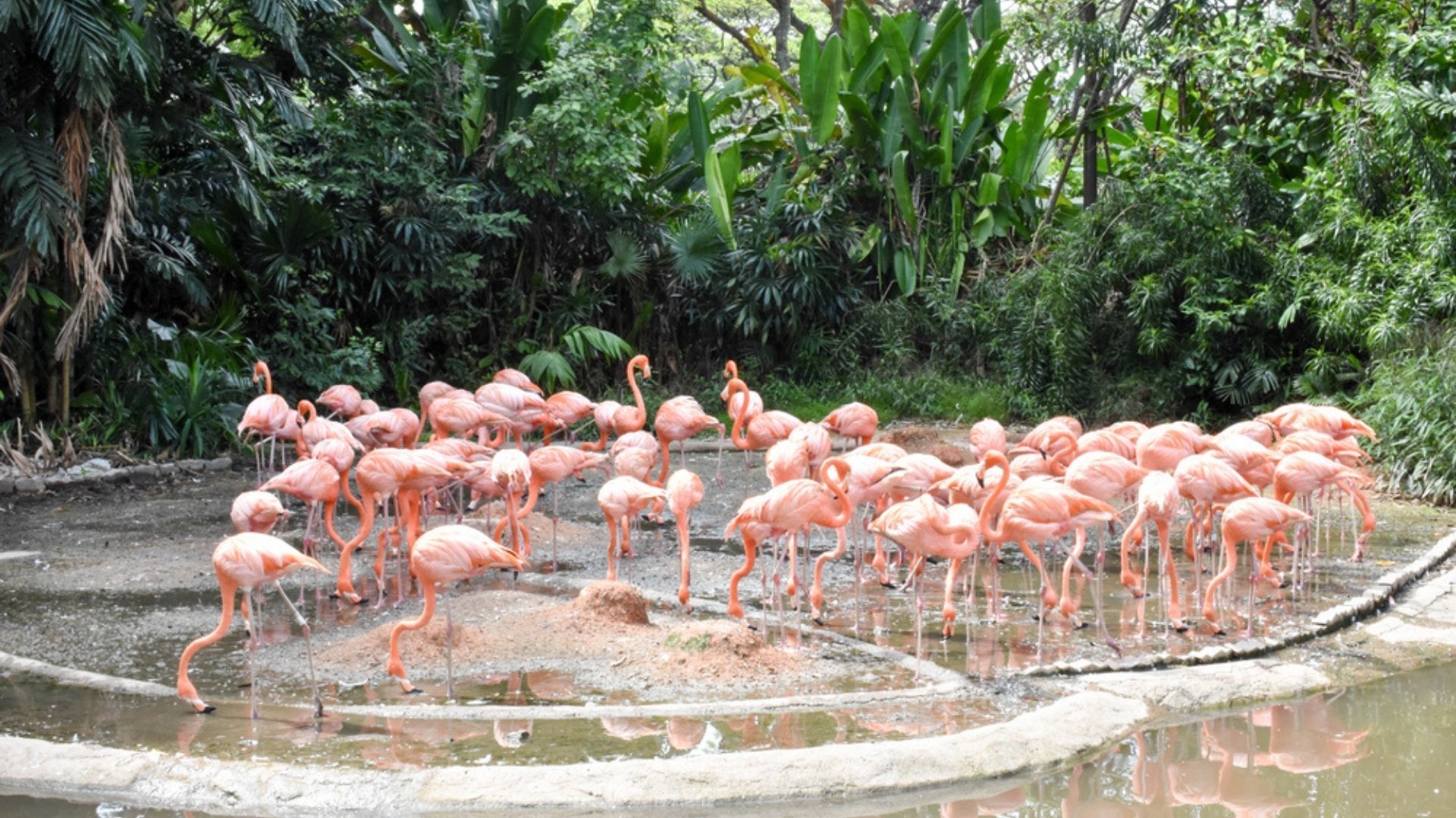 Singapore Night Safari