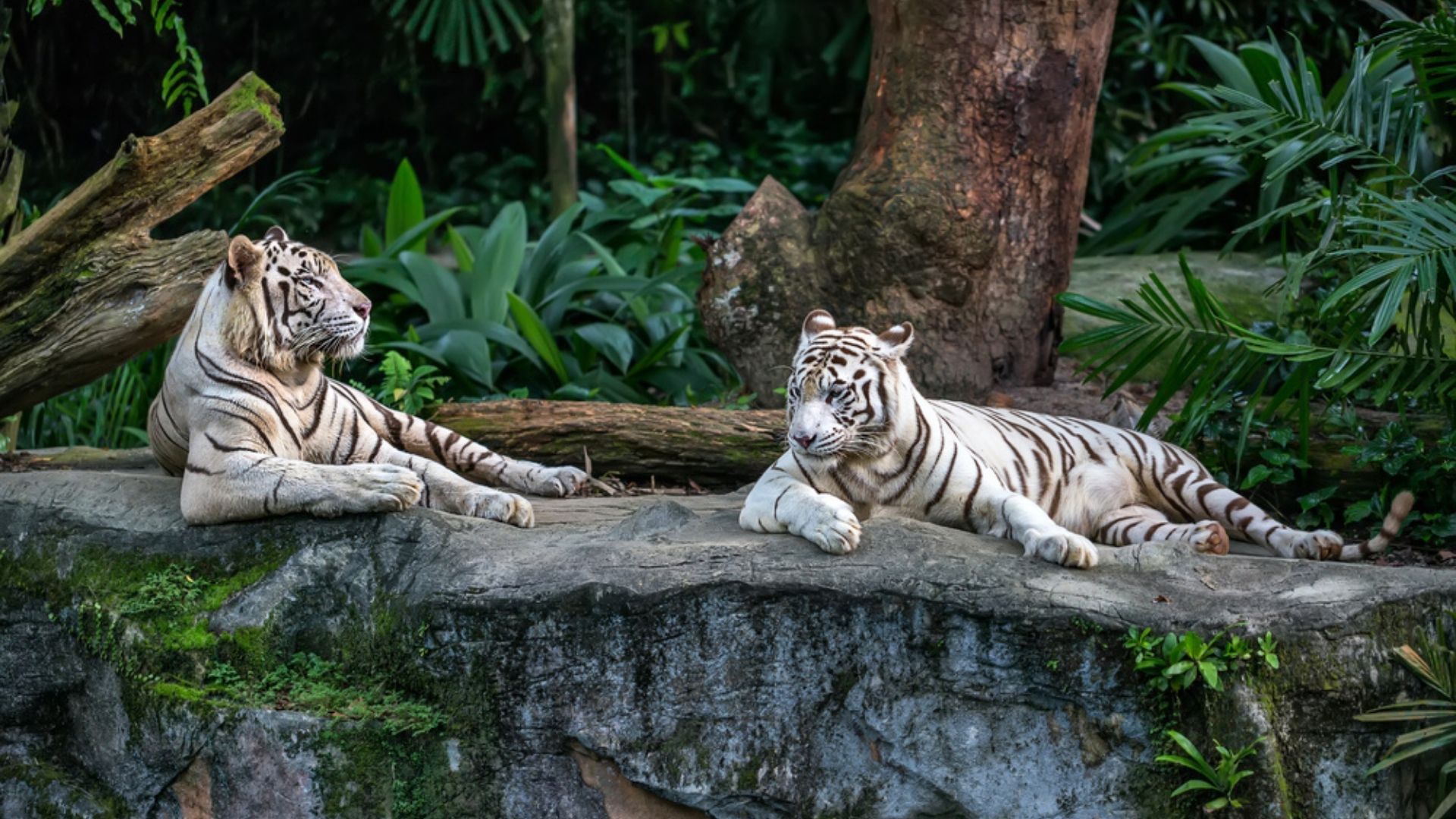 Singapore Zoo