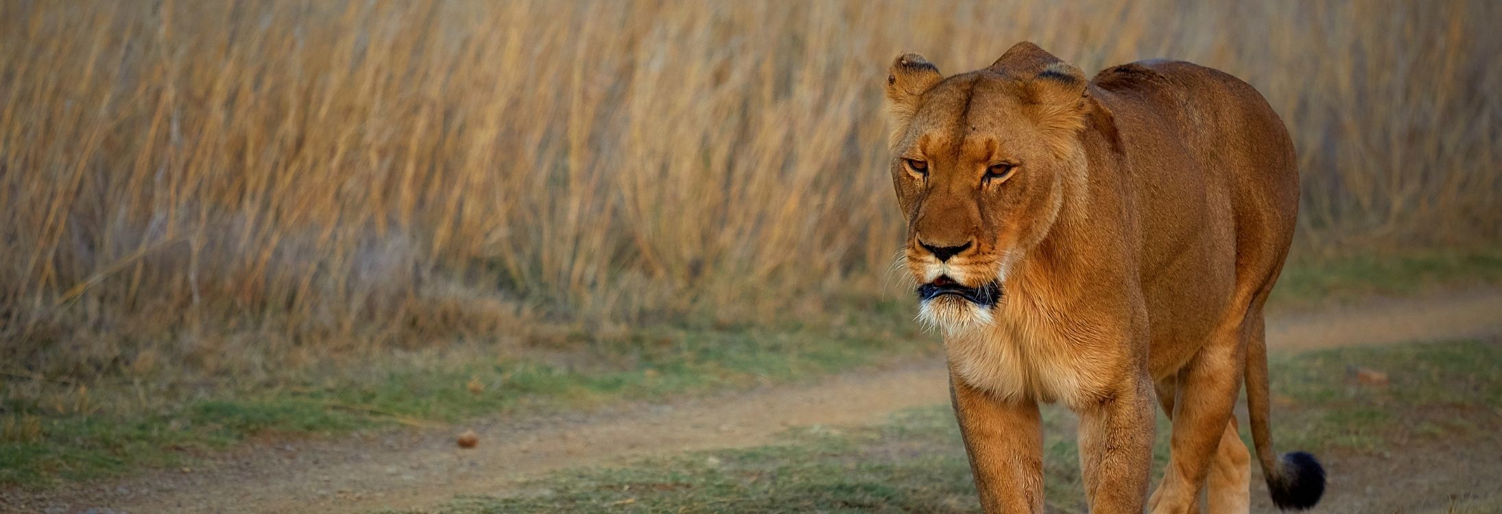 South African Safari