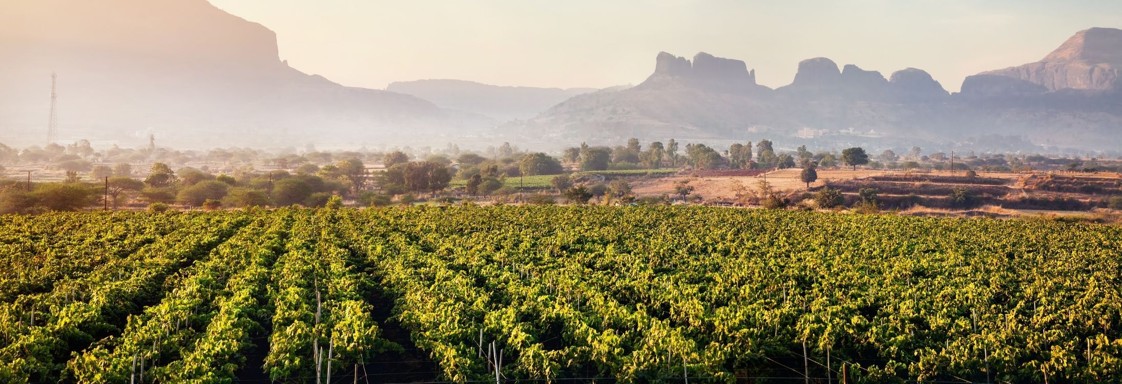 Sula vineyards, Nashik