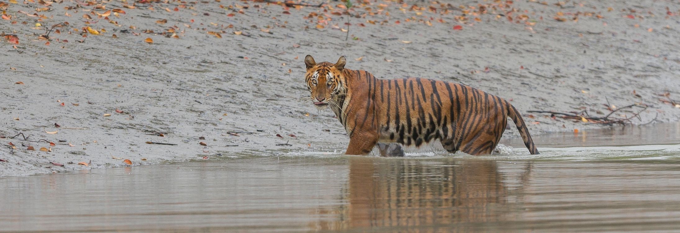 Sundarban National Park, West Bengal