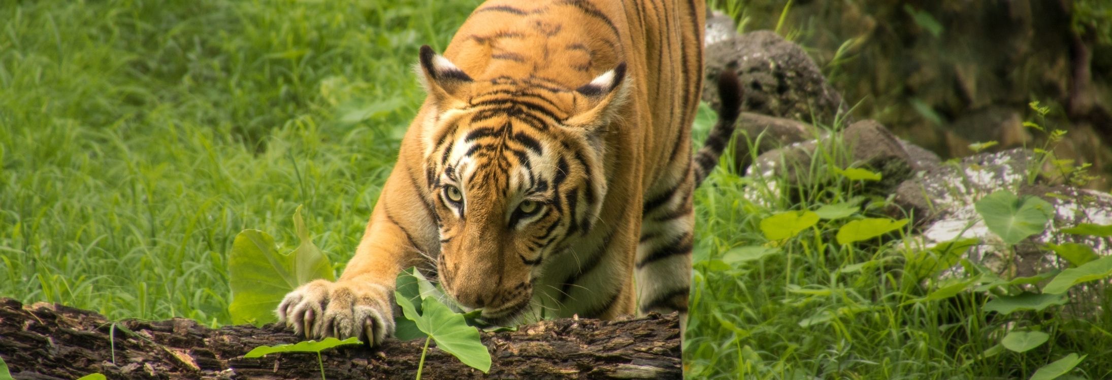 Sunderbans National Park