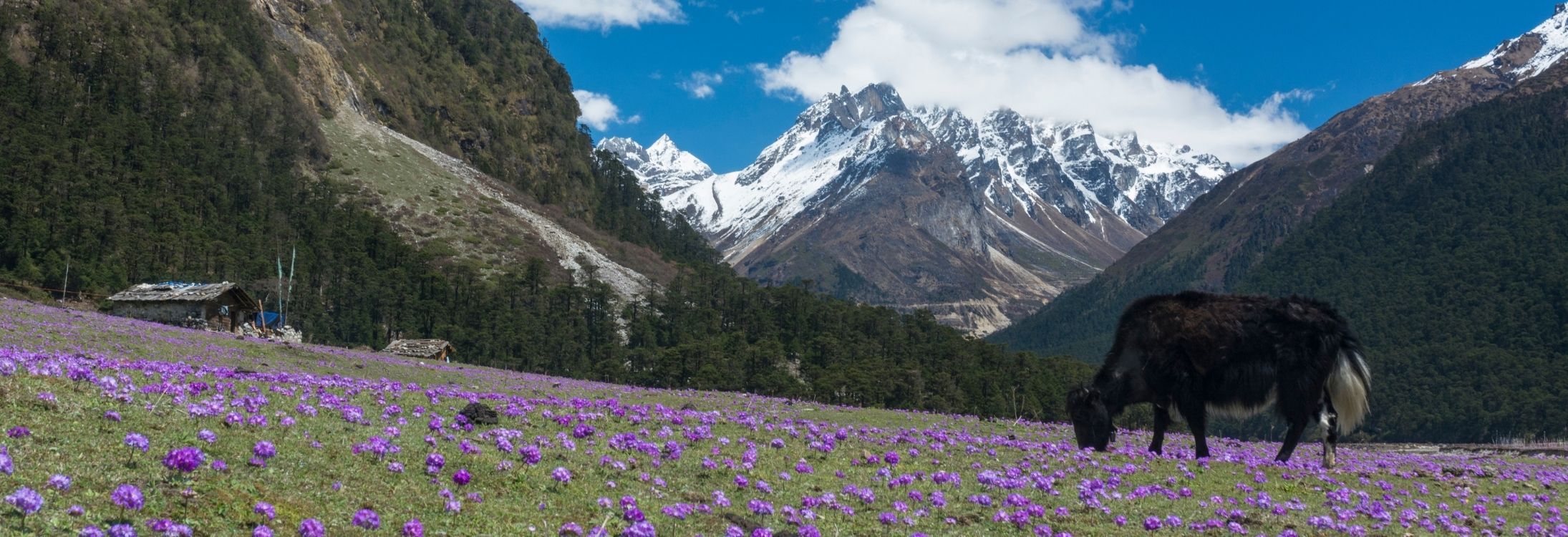 Yumthang Valley, Sikkim